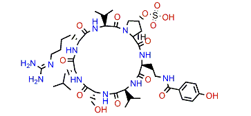 Cupolamide A